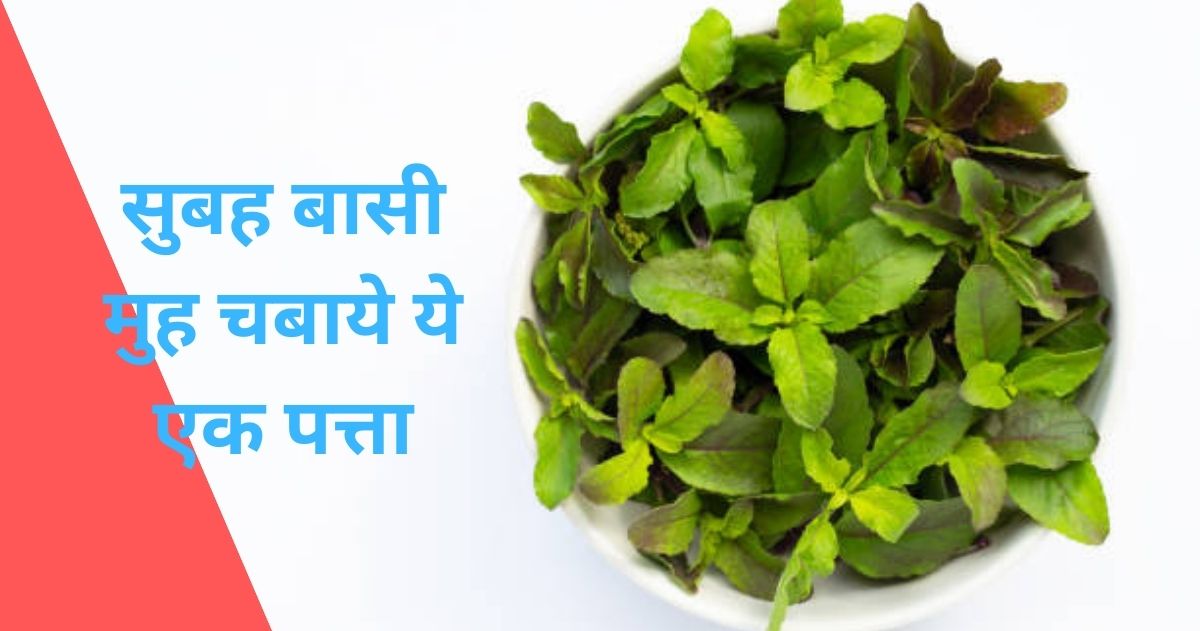 Tulsi Patta Khane Ke Fayde