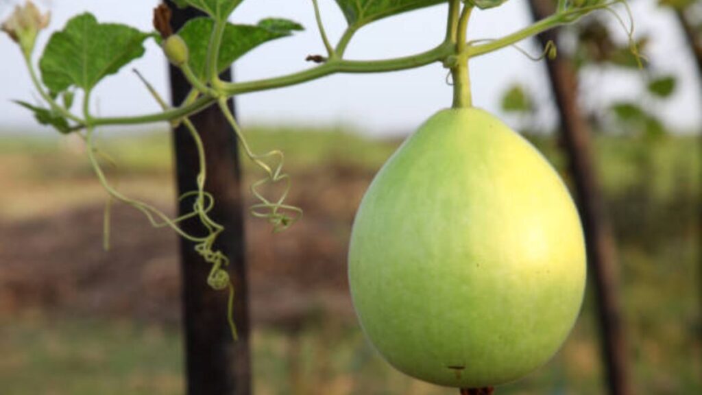 lauki khane se kyafayda hota hai