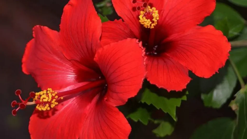 Navratri Me Gudhal Ka Phool Chadane Se Kya Hota Hai