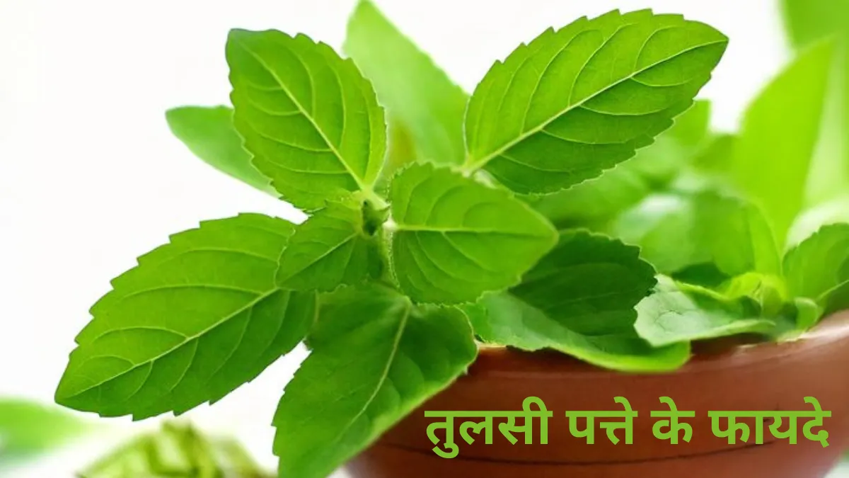 Rojana Tulasi Ke Patte Khane Ke Fayde