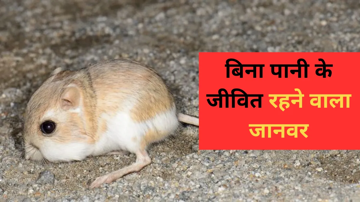 Kaun Sa Janwar Kabhi Pani Nahi Pita