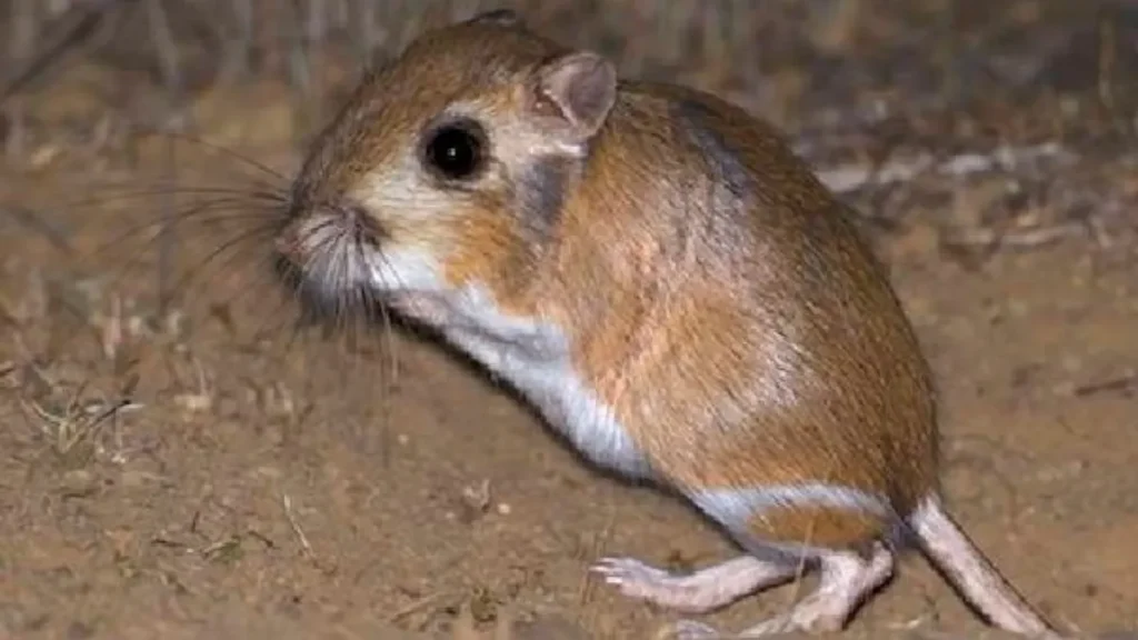 Kaun Sa Janwar Kabhi Pani Nahi Pita