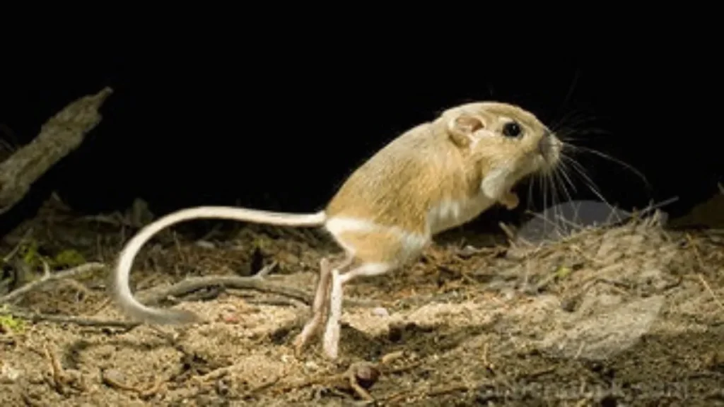 Kaun Sa Janwar Kabhi Pani Nahi Pita