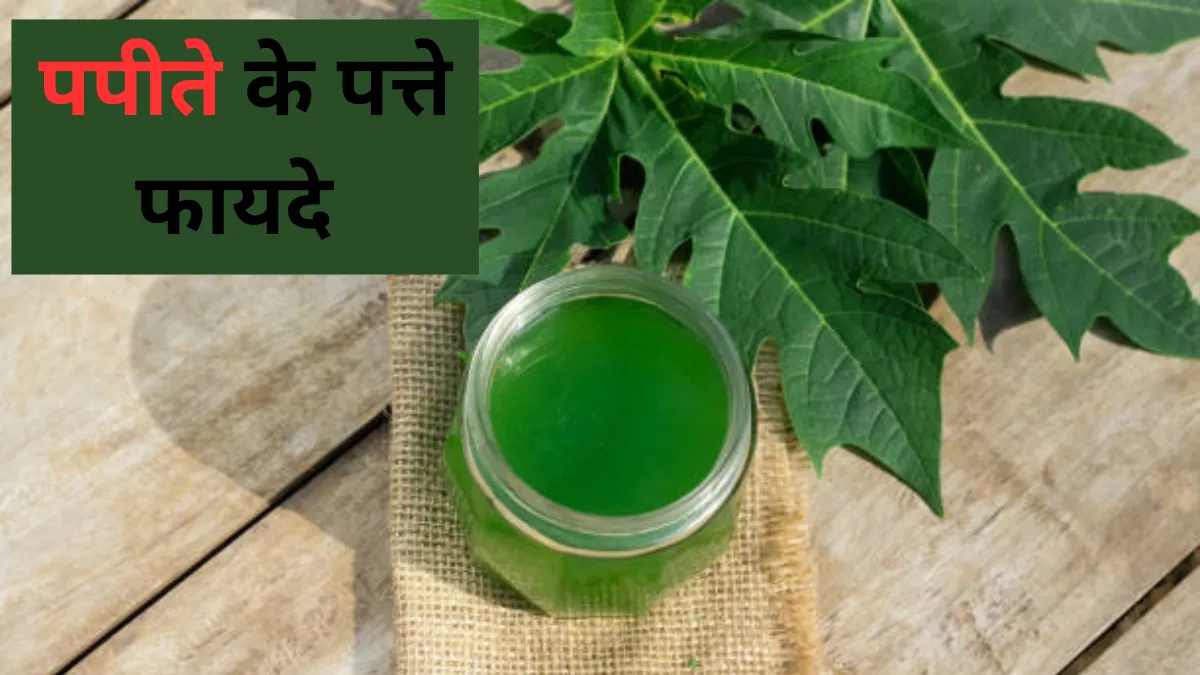 Papita Ke Patte Ka Juice Peene Ke Fayde