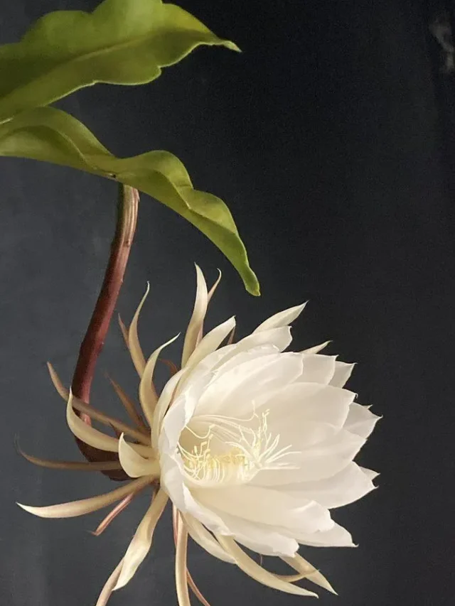 जाने ब्रह्म कमल के बारे में क्या खास है?