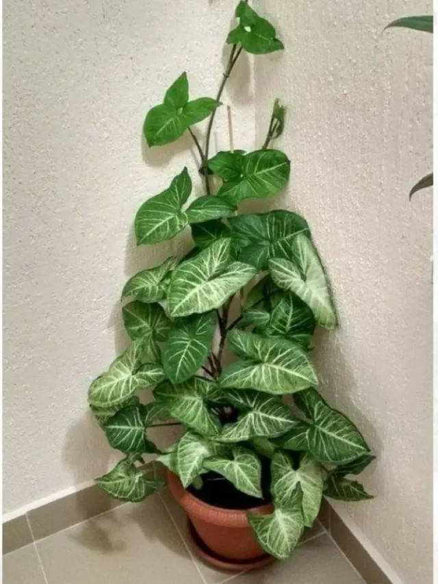 मनी प्लांट को घर में लगाने से क्या फायदे होते है?