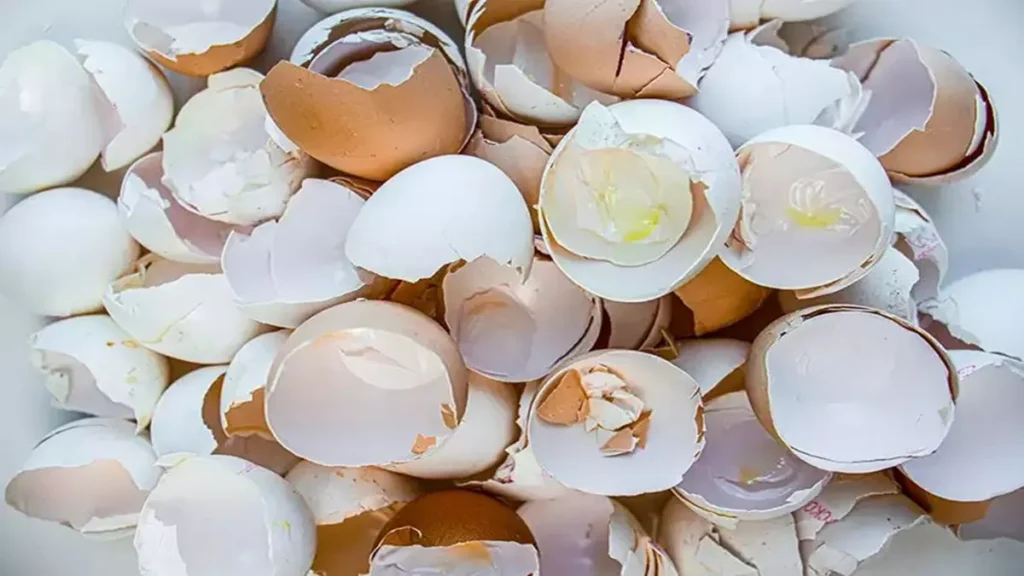 Ghar Se Chipkali Bhagane Ke Gharelu Upay